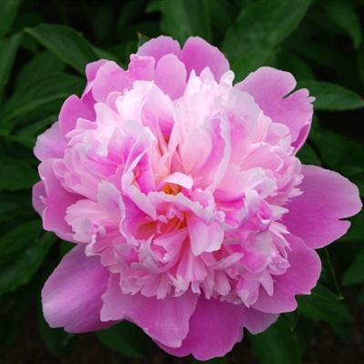 澳门新葡萄新京8883下载手机版